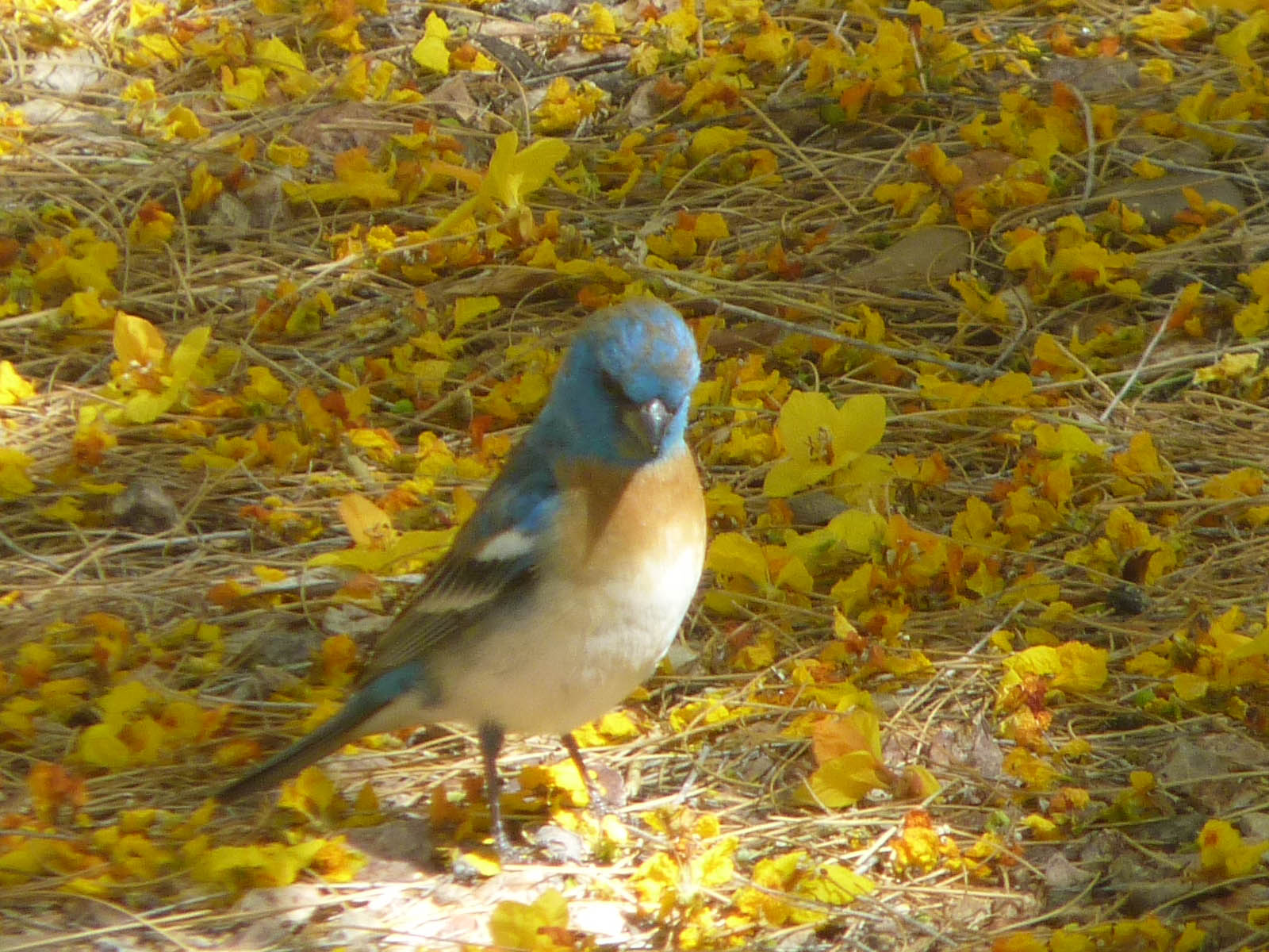 6 Young Male