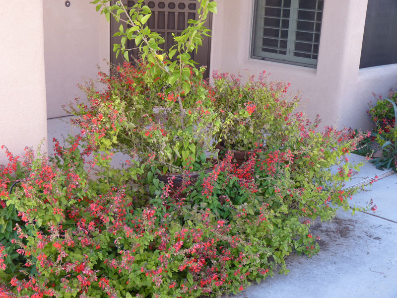 1 Salvia Porch