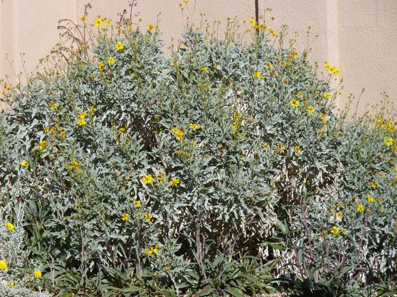 2 Brittle Bush