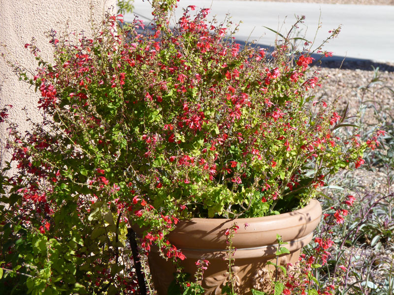 3 Salvia